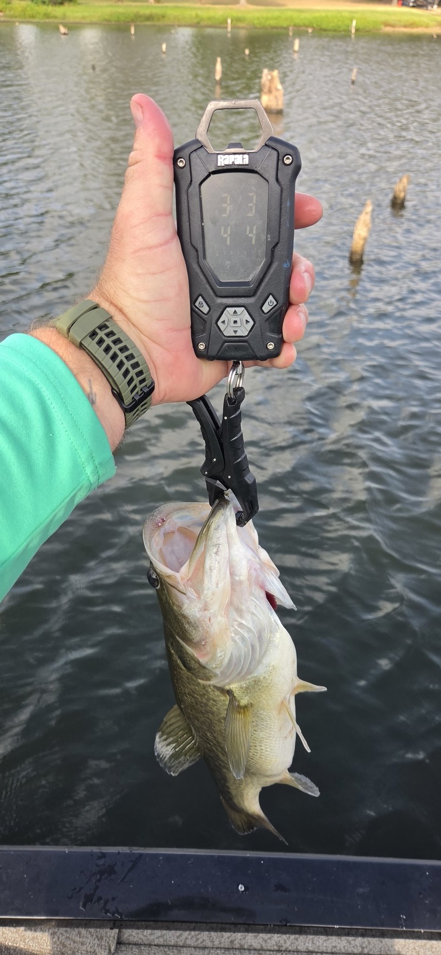 Largemouth Bass catch photo 2