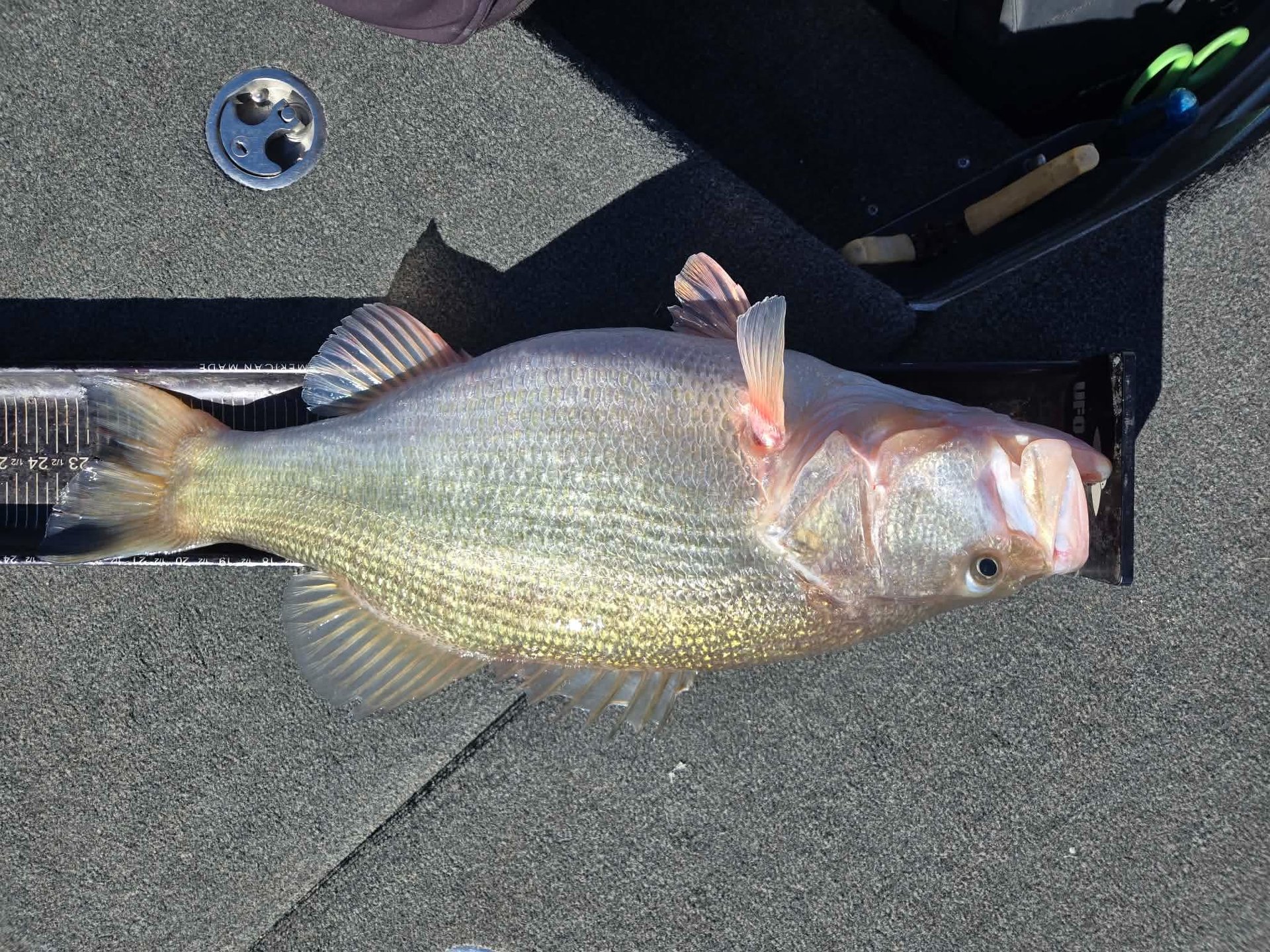 Largemouth Bass