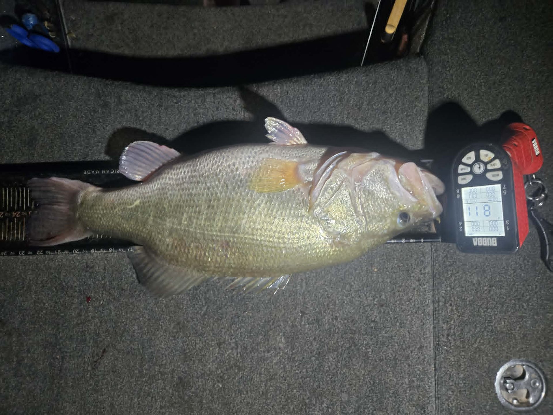 Largemouth Bass