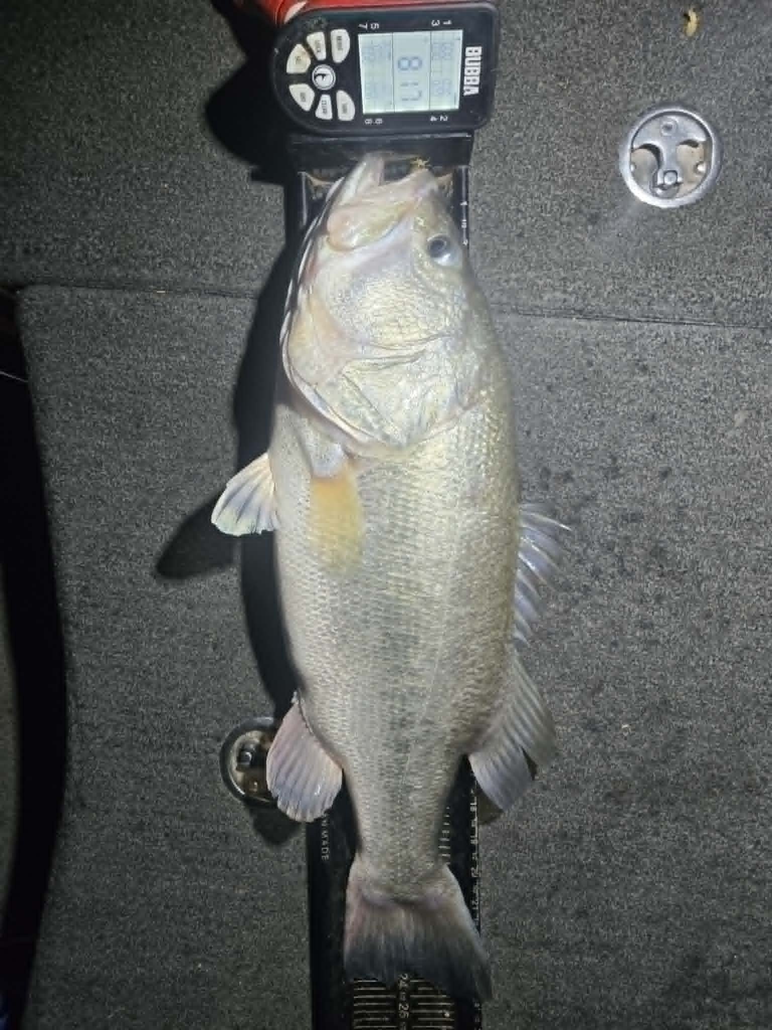 Largemouth Bass