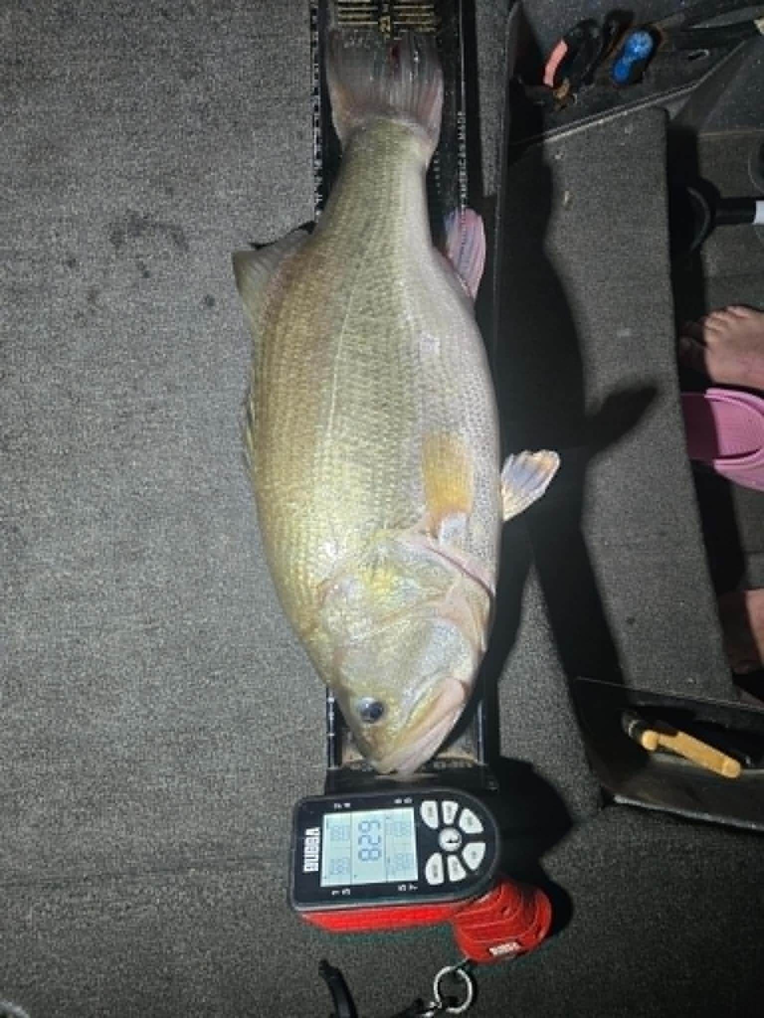 Largemouth Bass