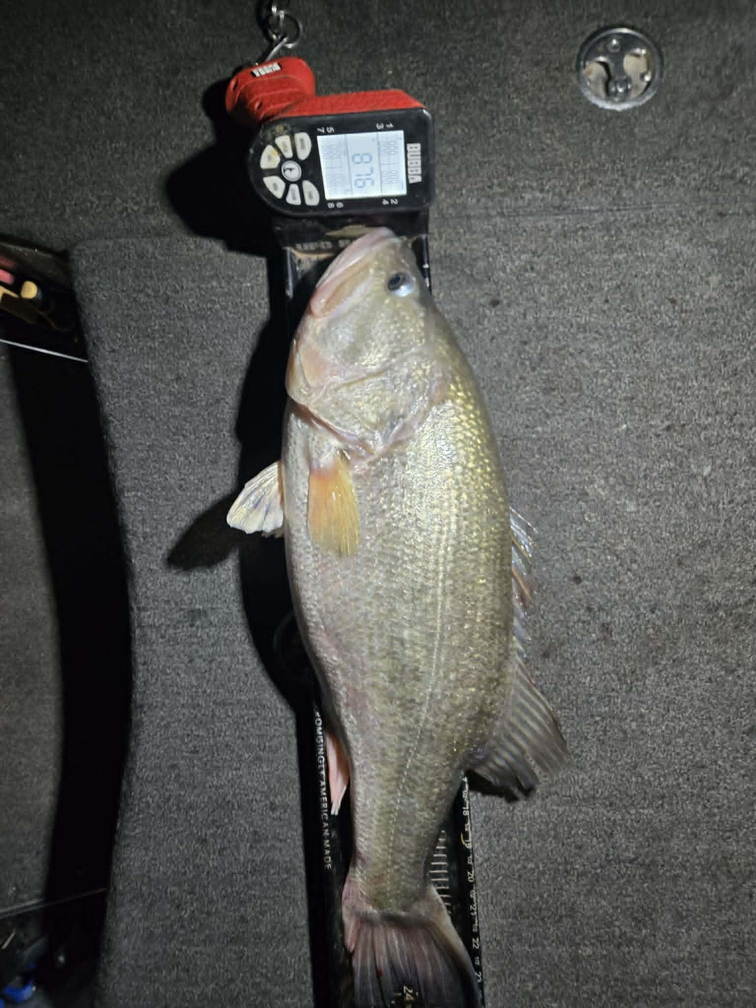 Largemouth Bass