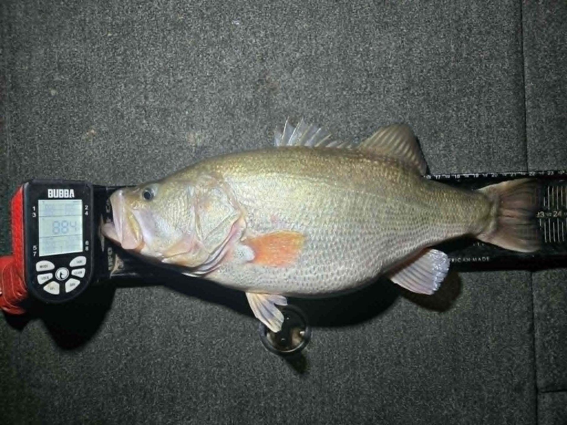 Largemouth Bass