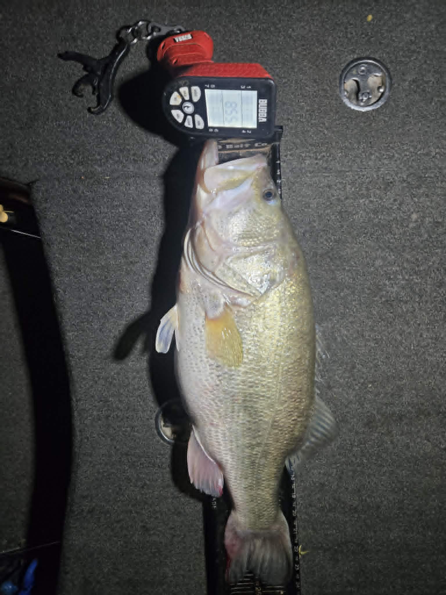 Largemouth Bass