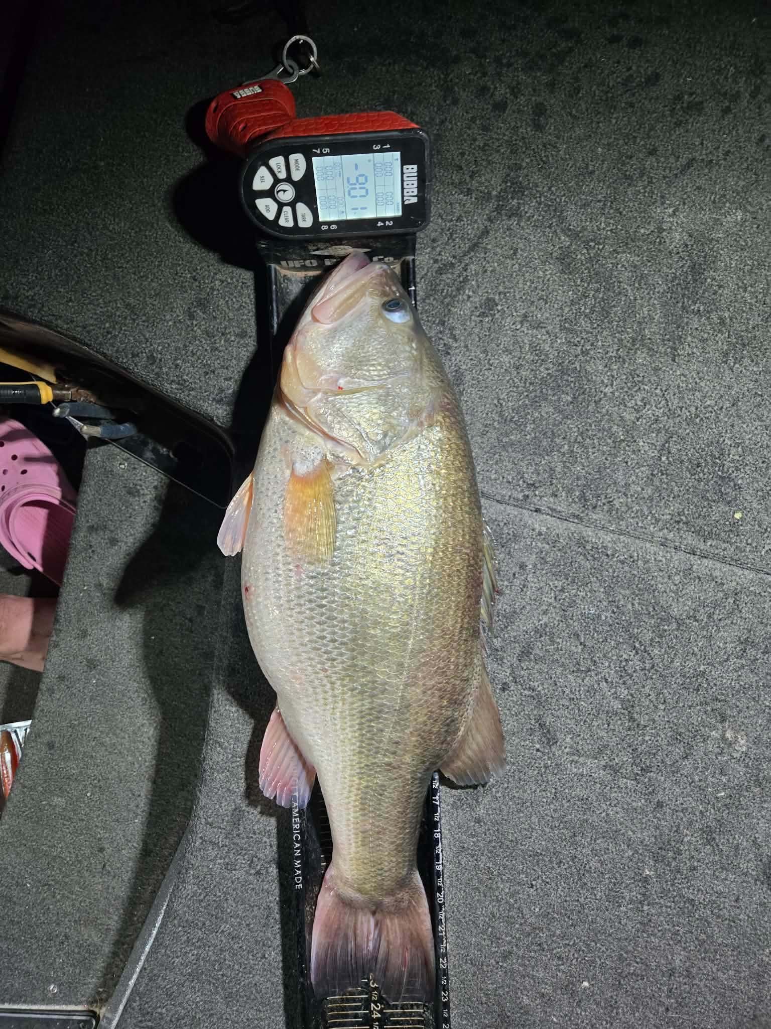 Largemouth Bass