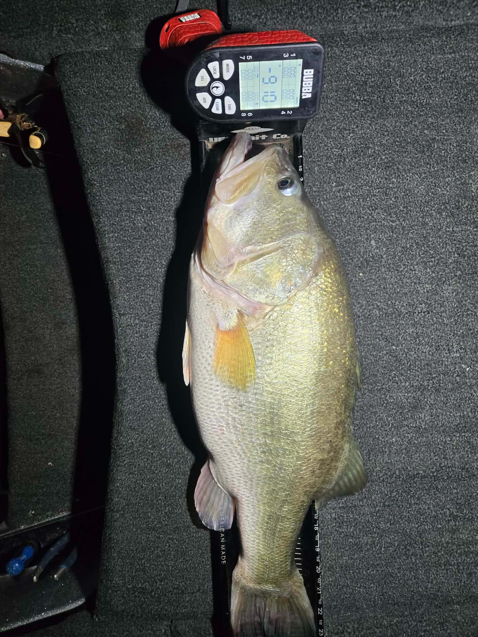 Largemouth Bass
