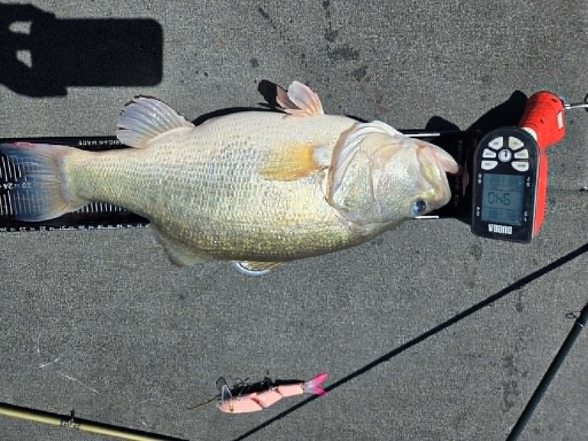 Largemouth Bass