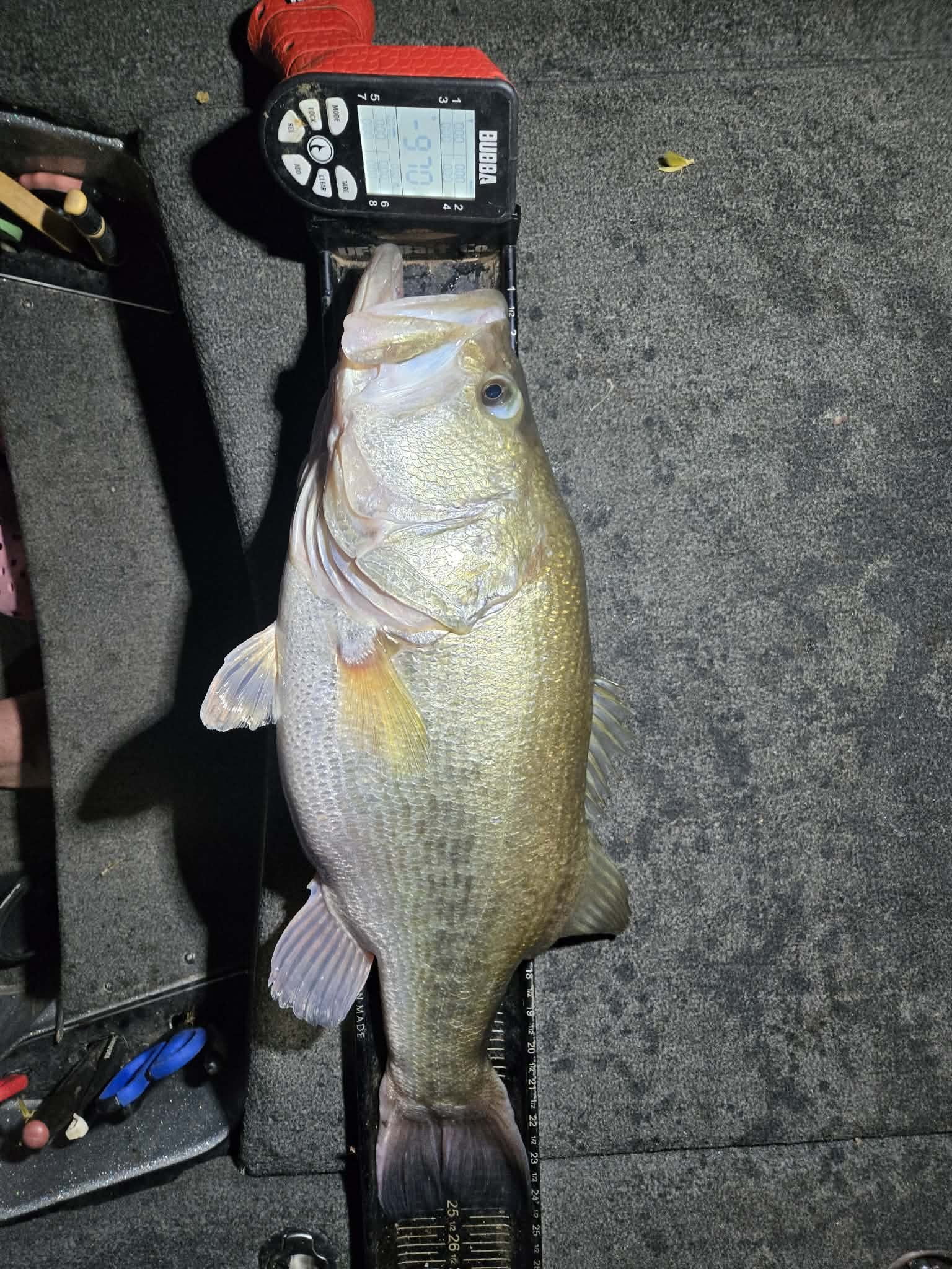 Largemouth Bass