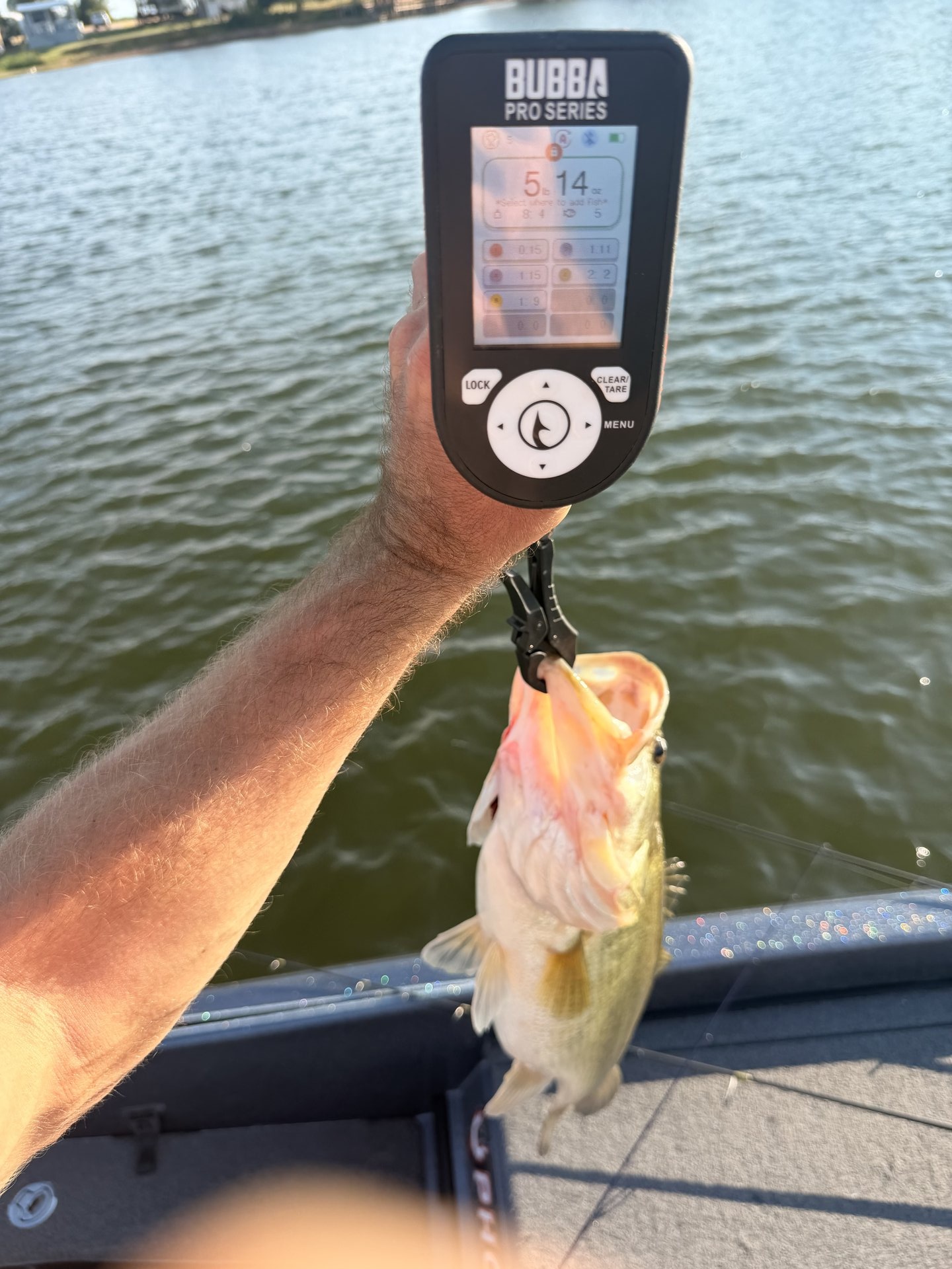 Largemouth Bass