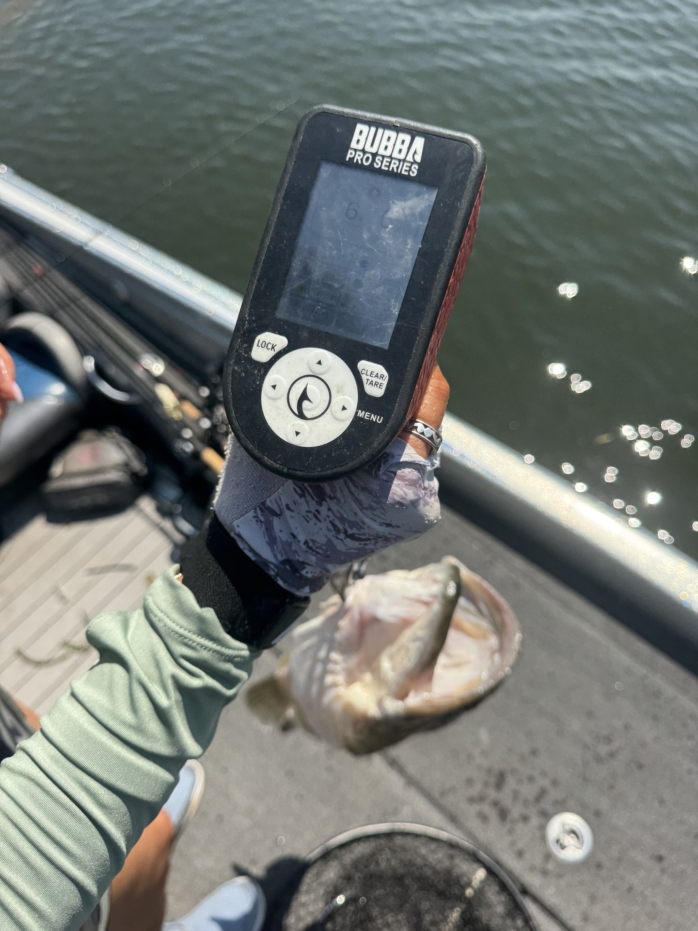 Largemouth Bass