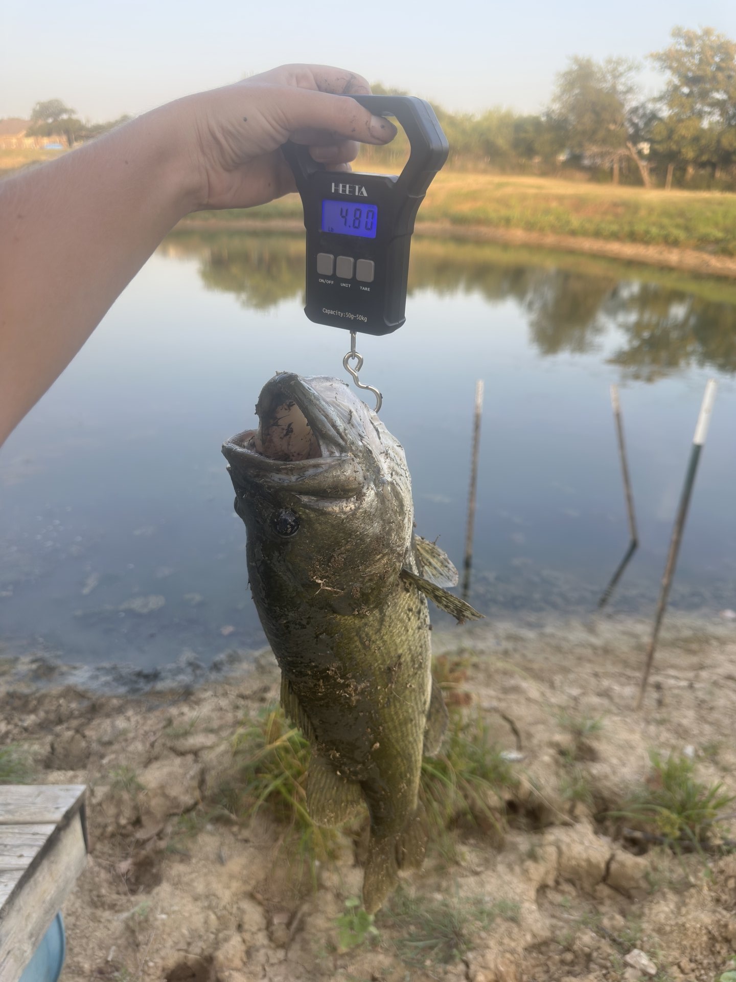 Largemouth Bass catch photo 2