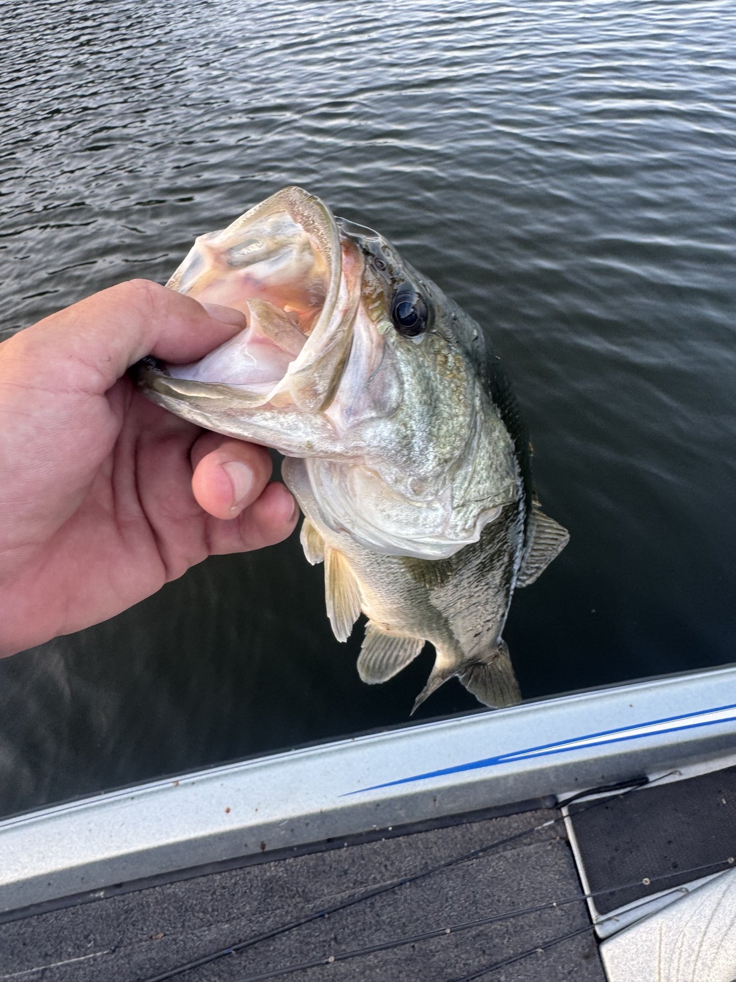 Largemouth Bass catch photo 1