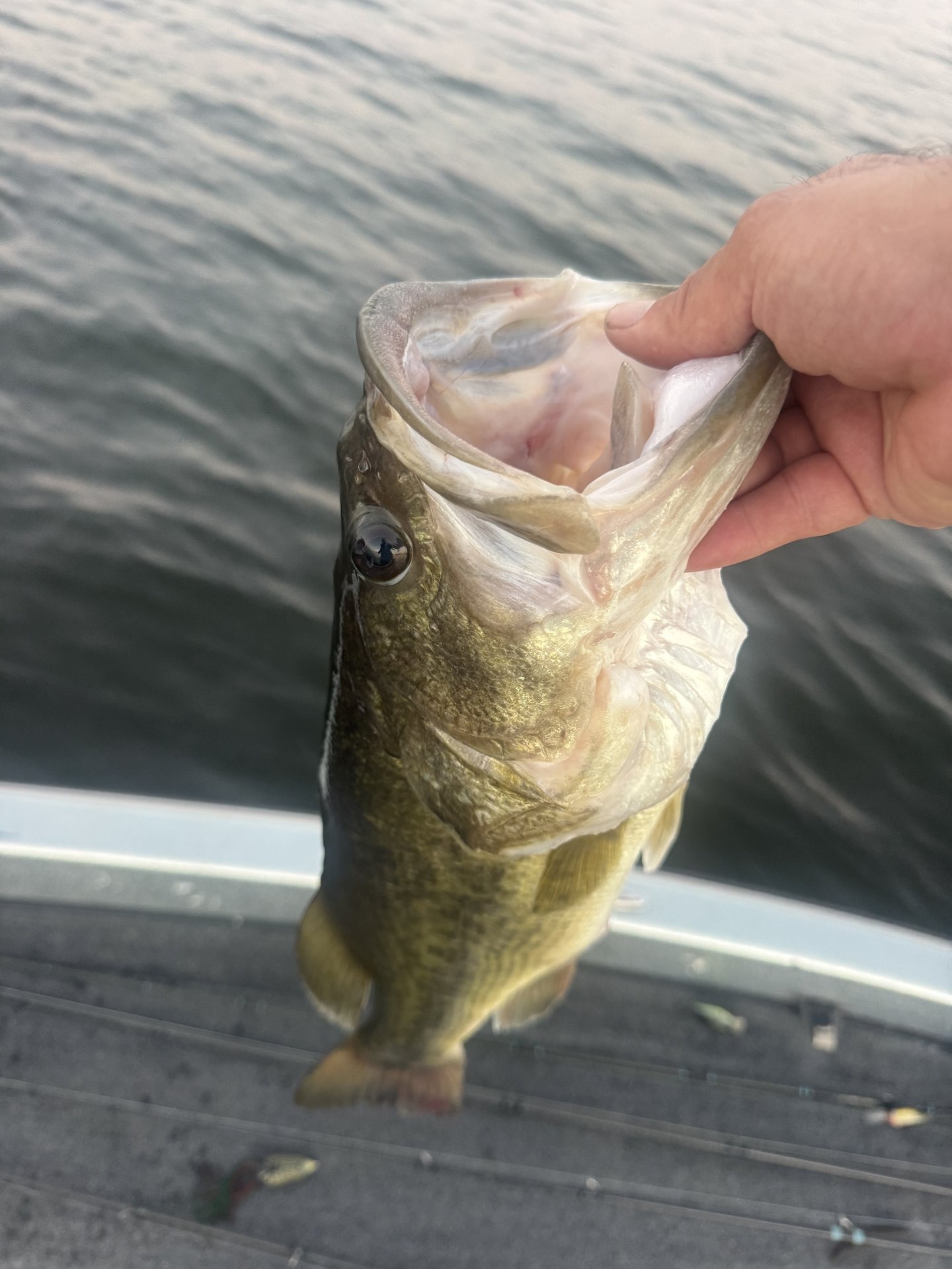 Largemouth Bass