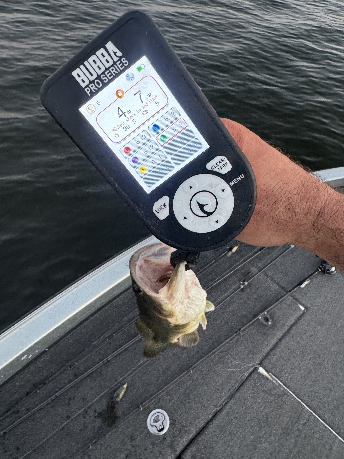Largemouth Bass