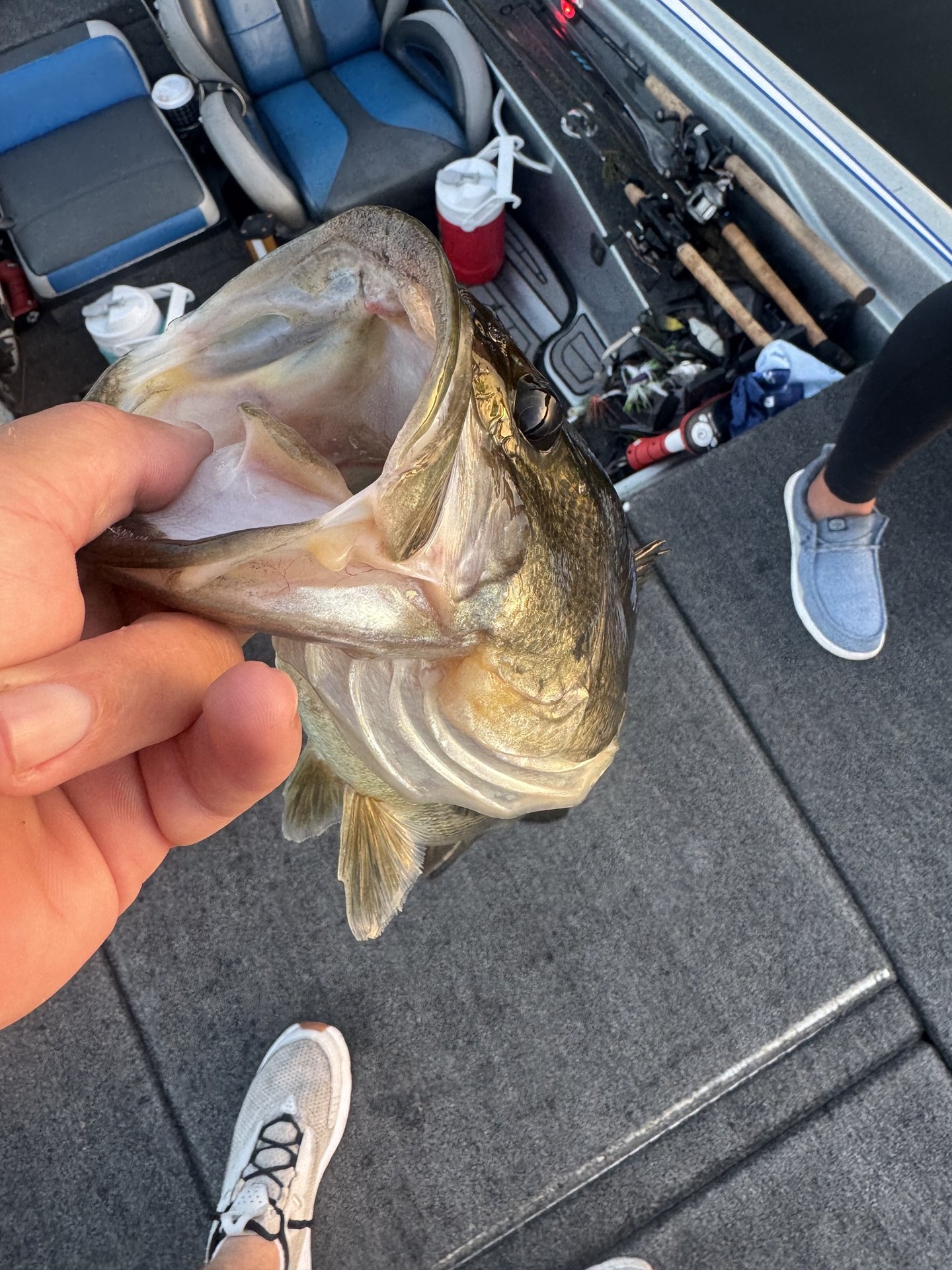 Largemouth Bass
