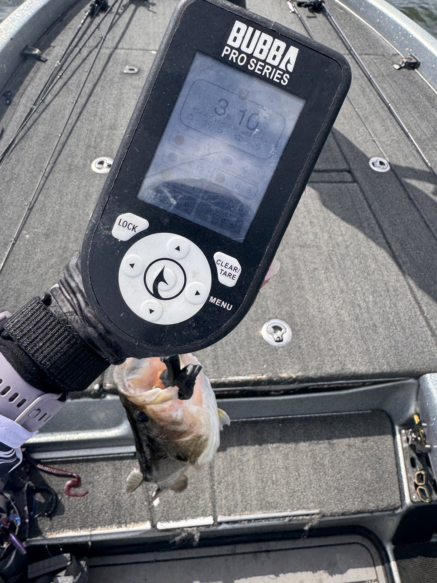 Largemouth Bass