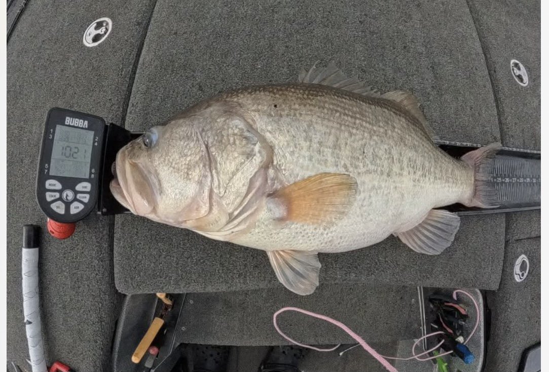 Largemouth Bass
