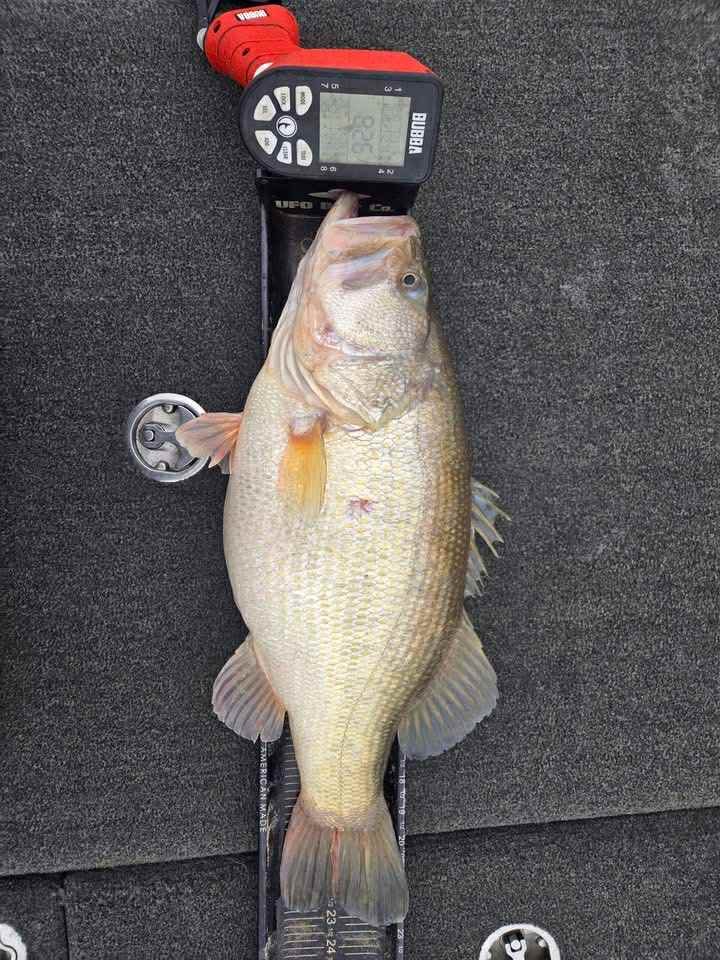 Largemouth Bass