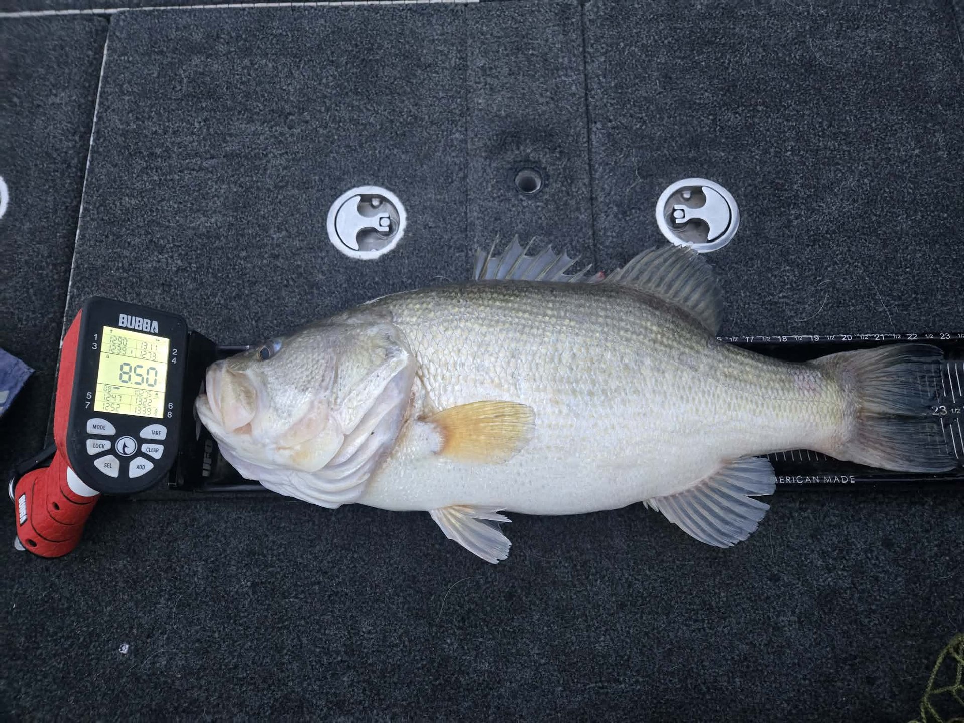 Largemouth Bass