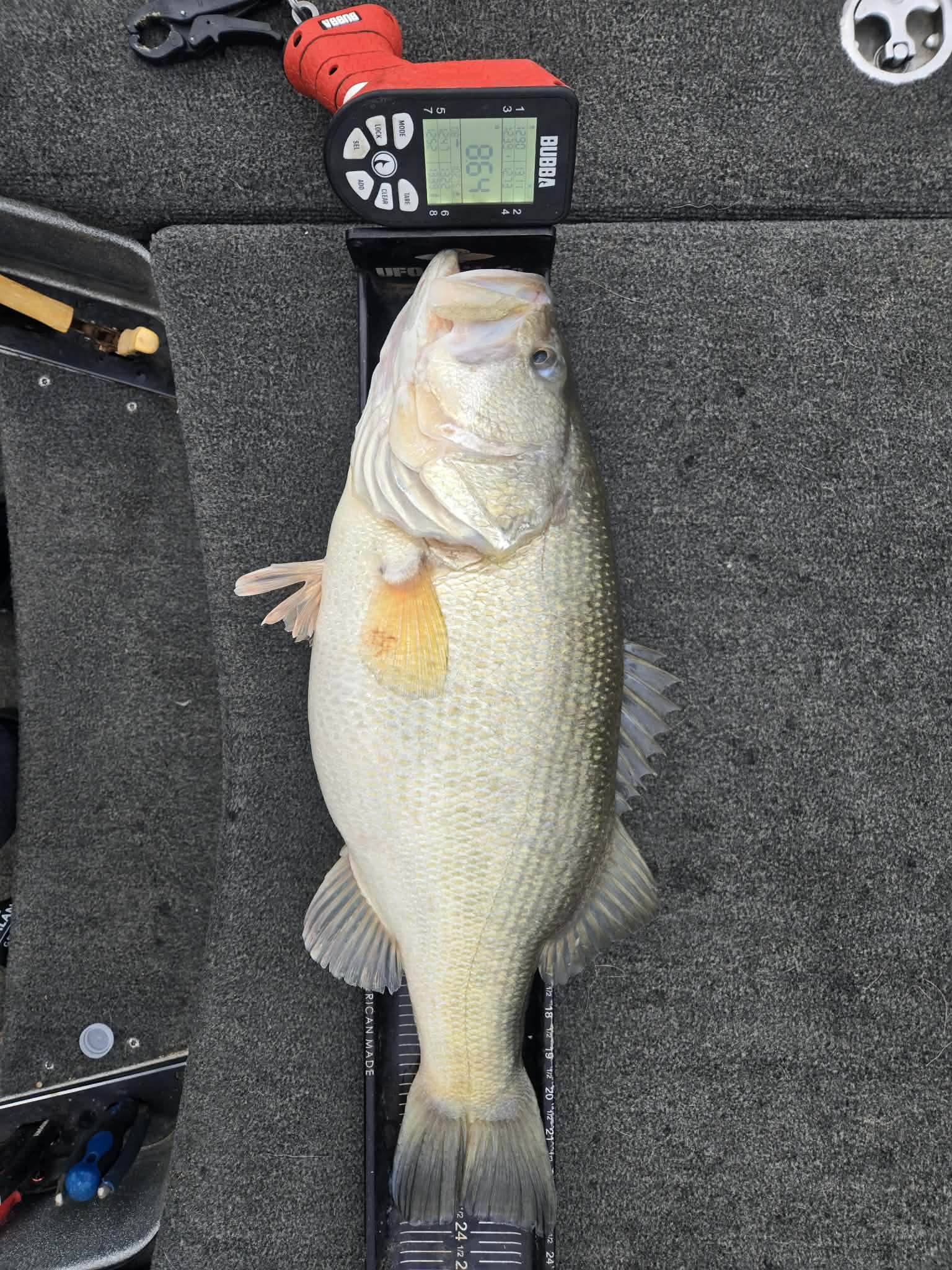 Largemouth Bass