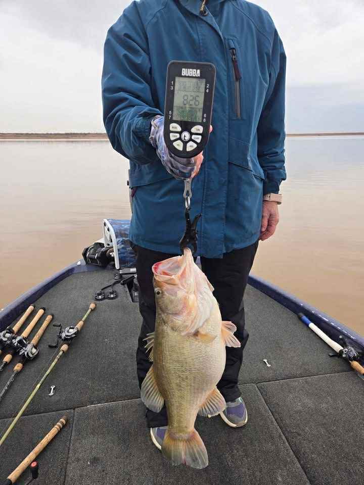 Largemouth Bass