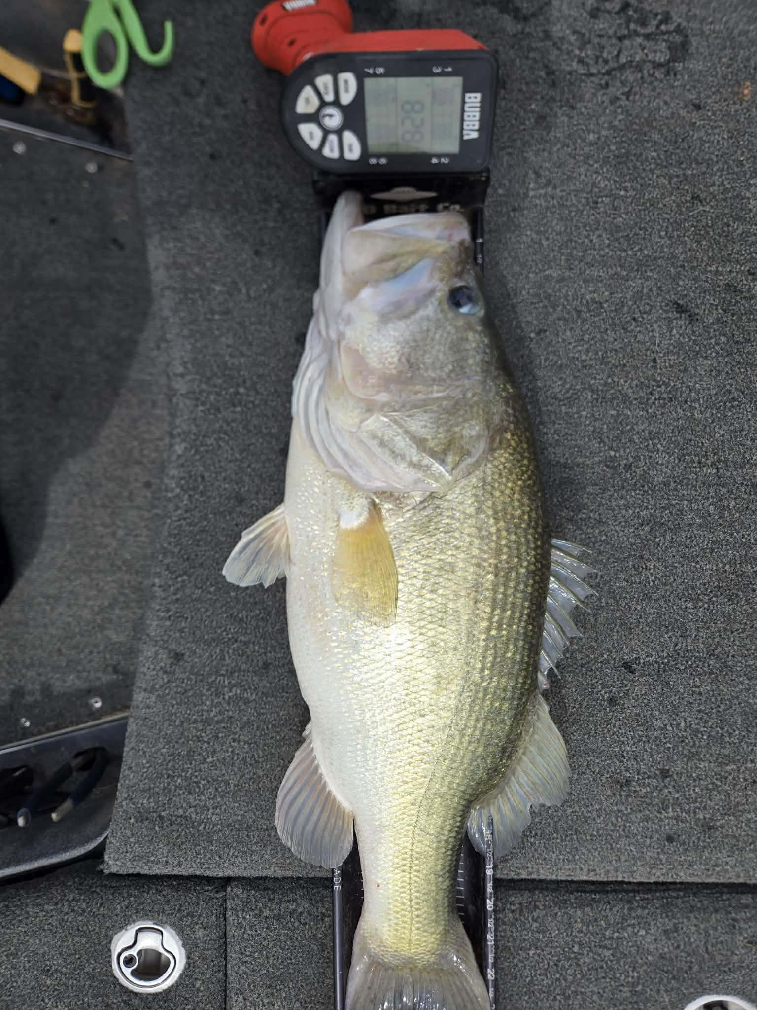 Largemouth Bass