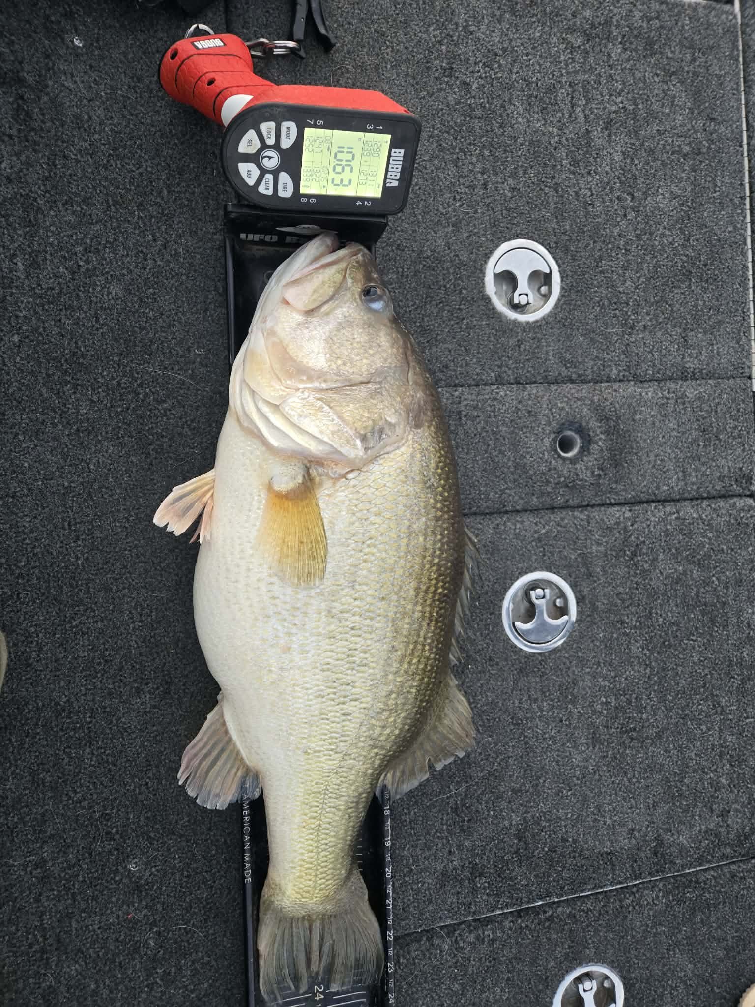 Largemouth Bass