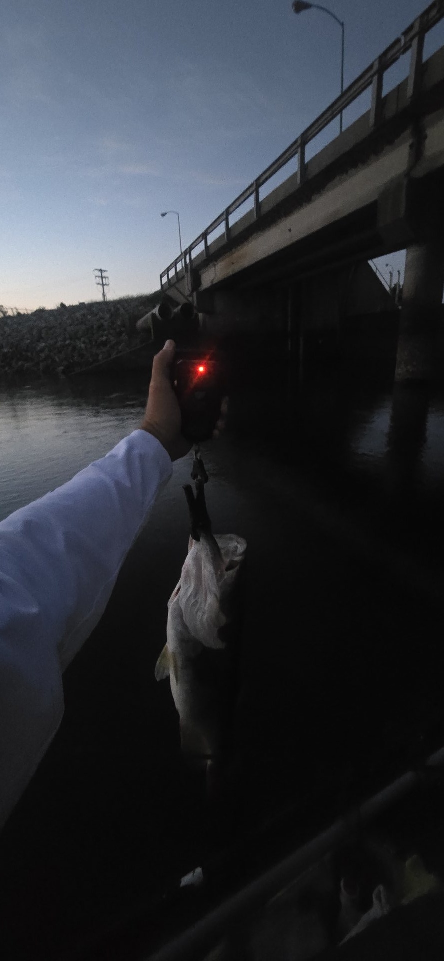 Largemouth Bass