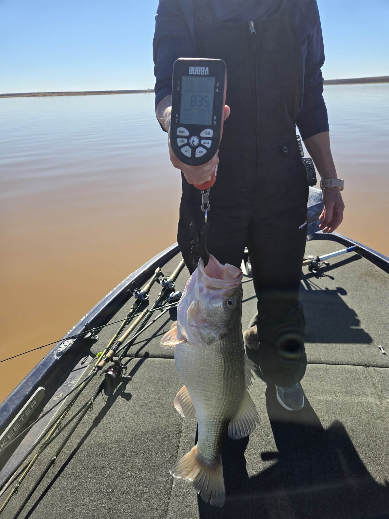 Largemouth Bass