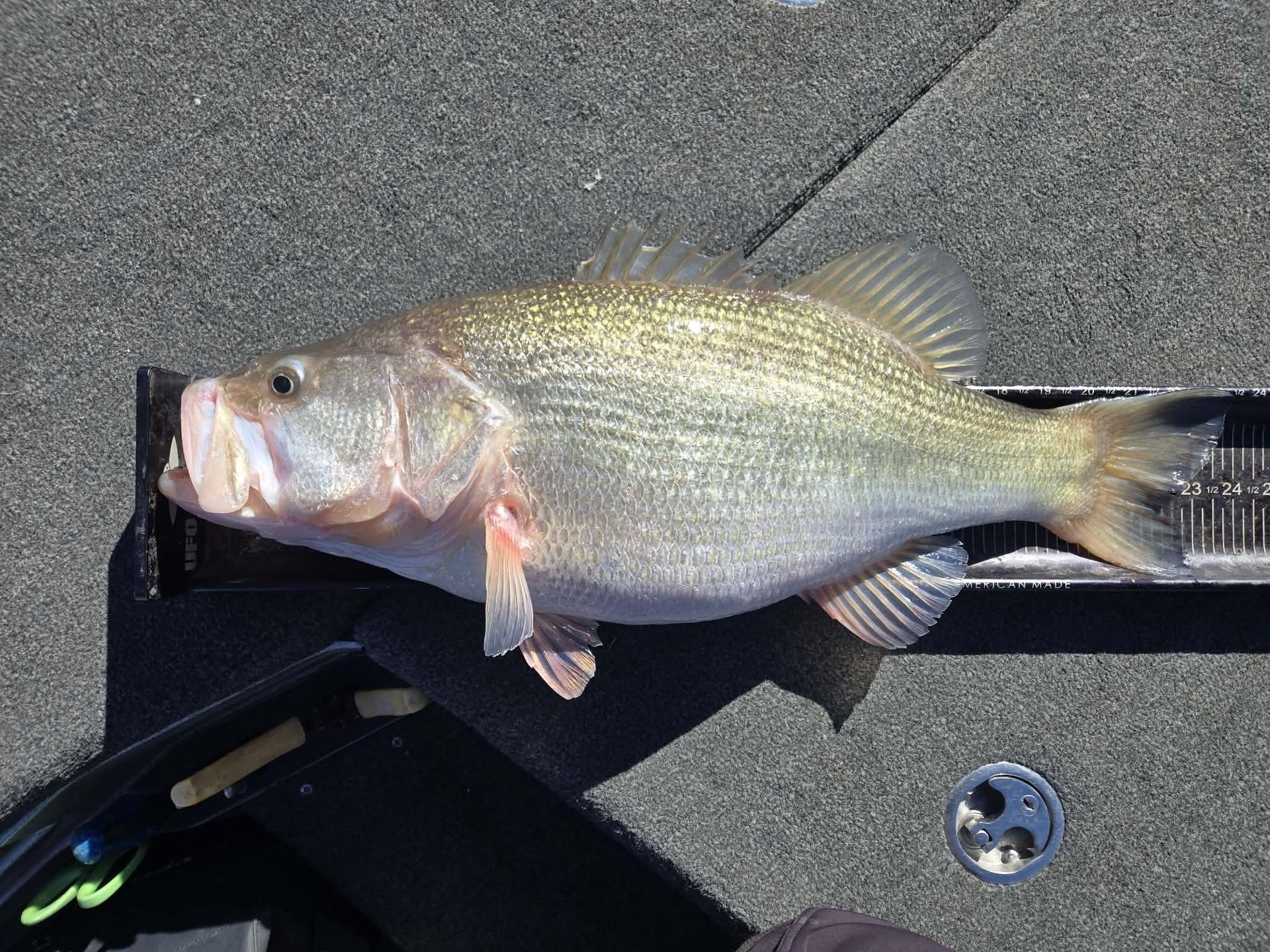 Largemouth Bass