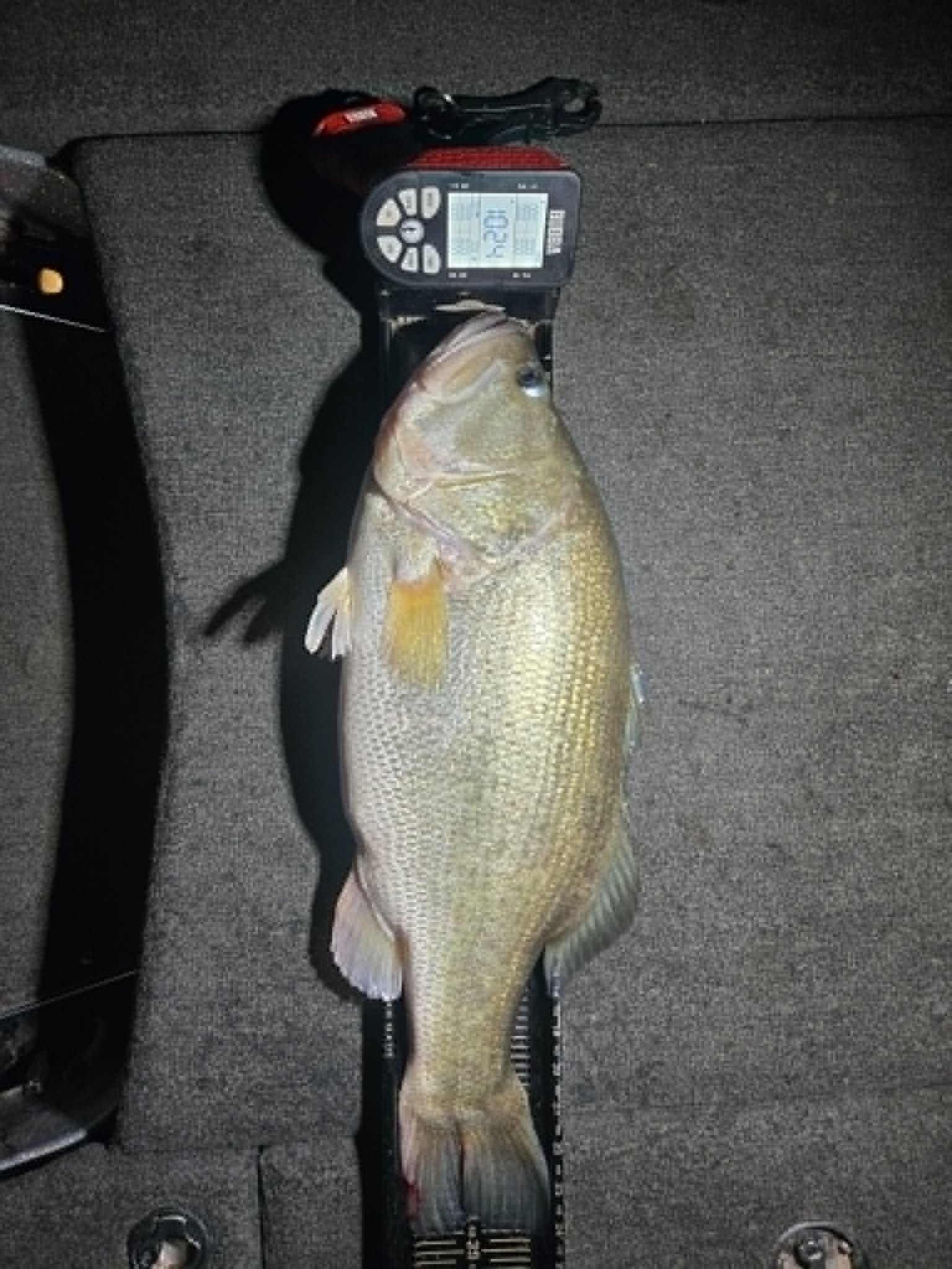Largemouth Bass