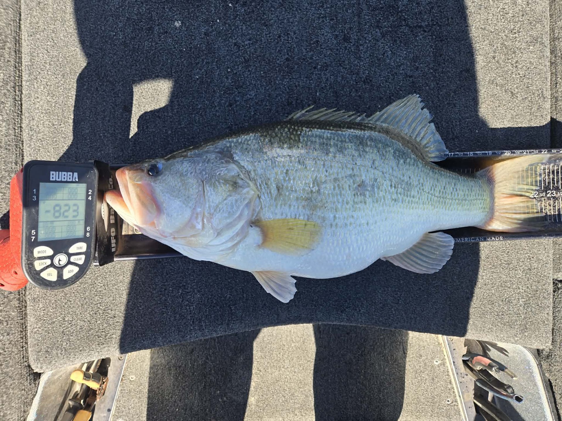 Largemouth Bass