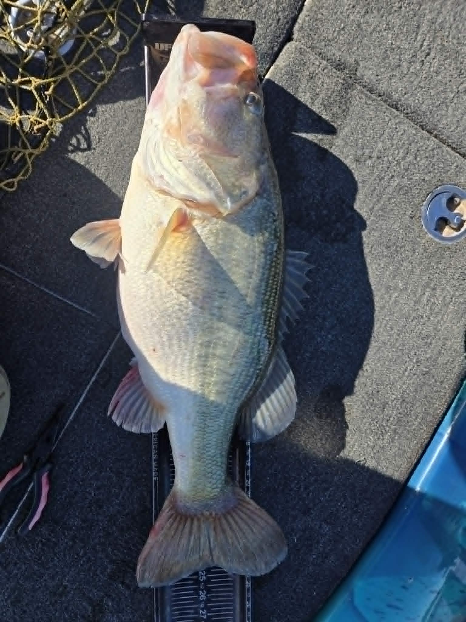 Largemouth Bass