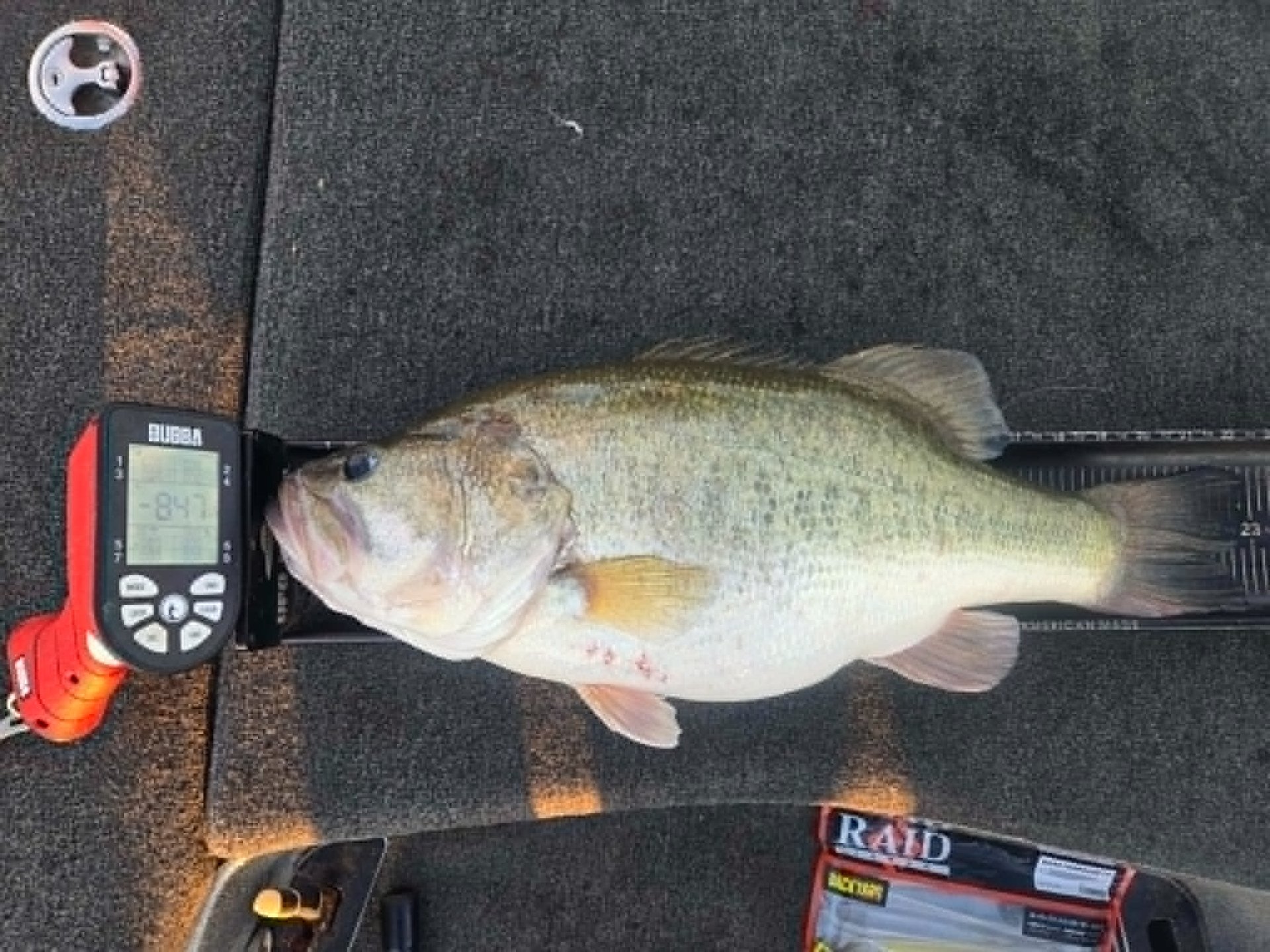 Largemouth Bass