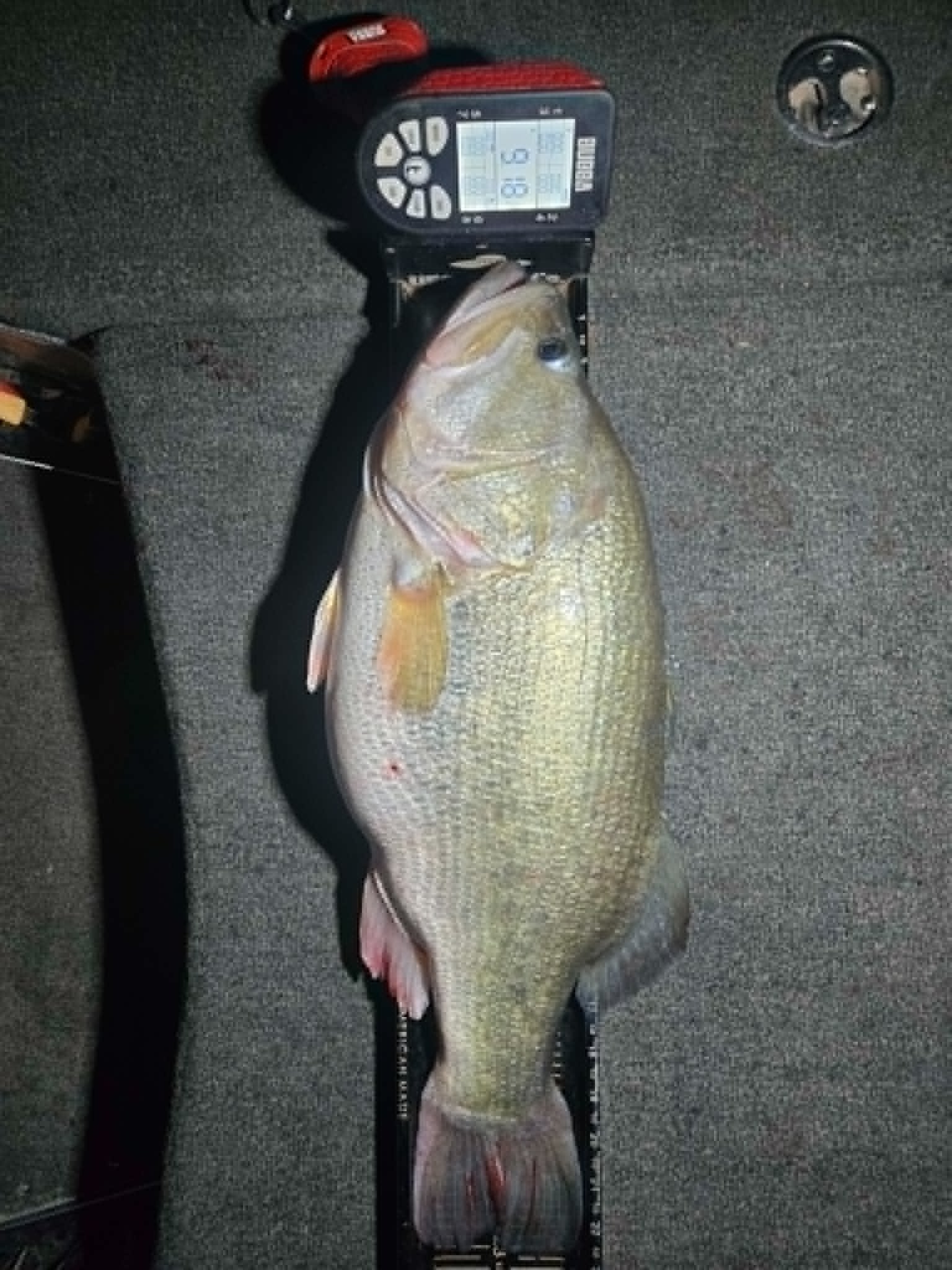 Largemouth Bass