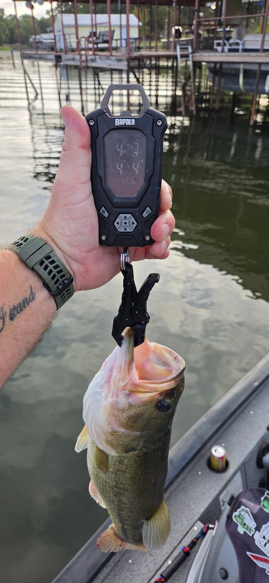 Largemouth Bass catch photo 2