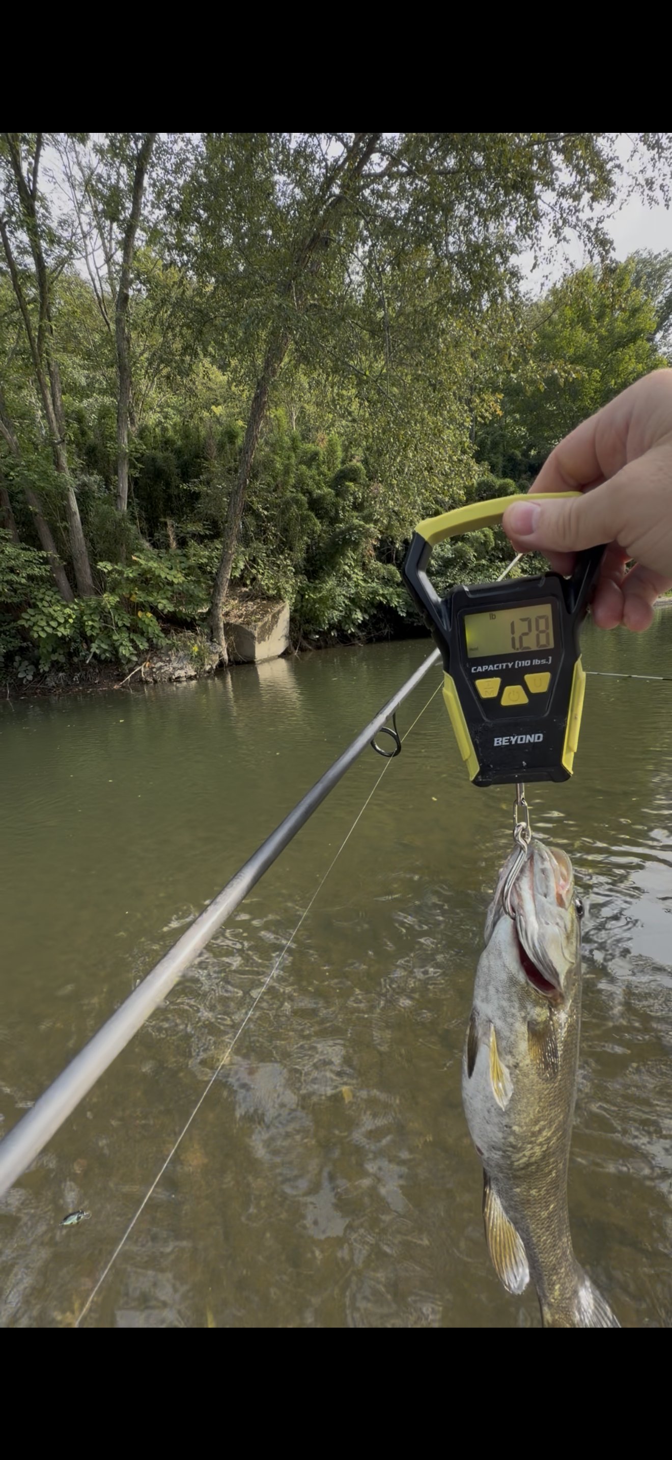 Largemouth Bass catch photo 2