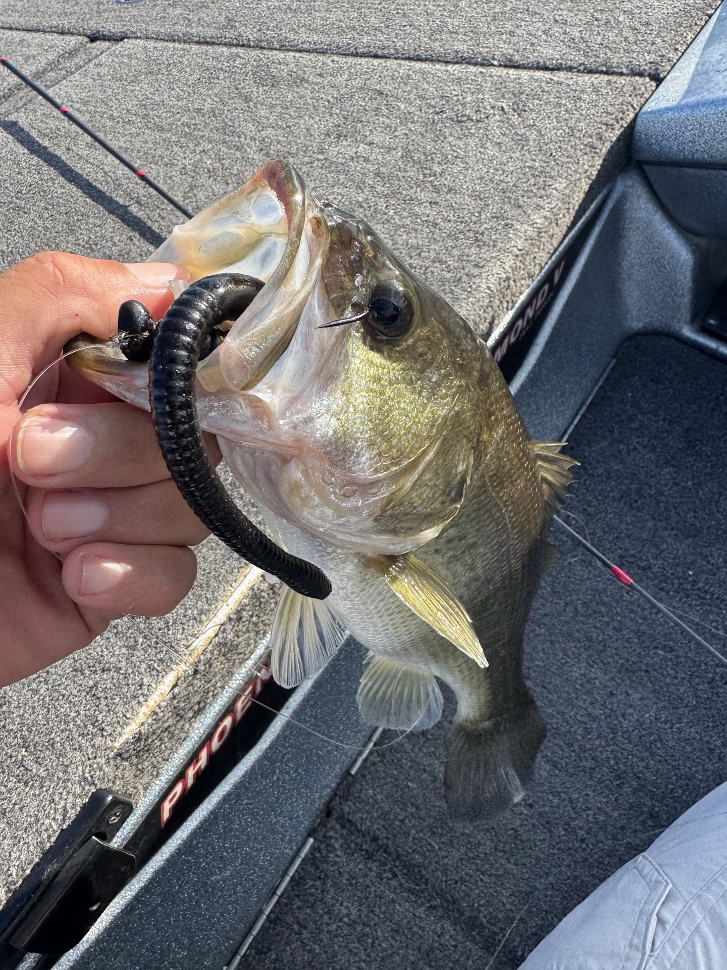 Largemouth Bass catch photo 1