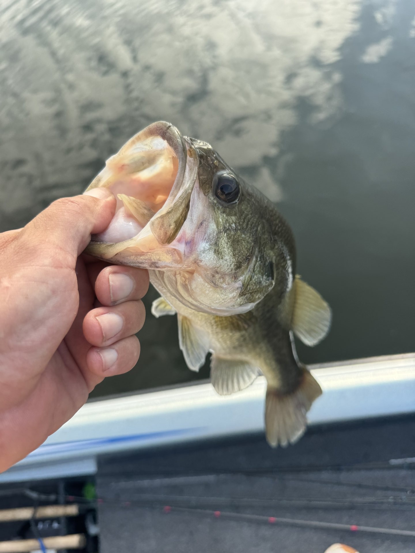 Largemouth Bass catch photo 1