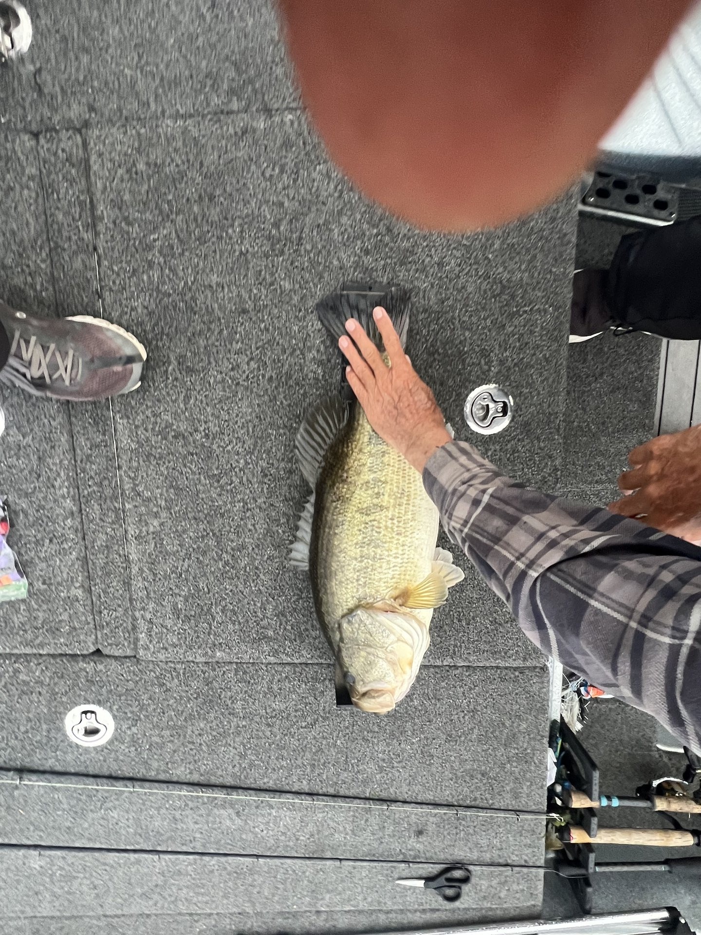 Largemouth Bass
