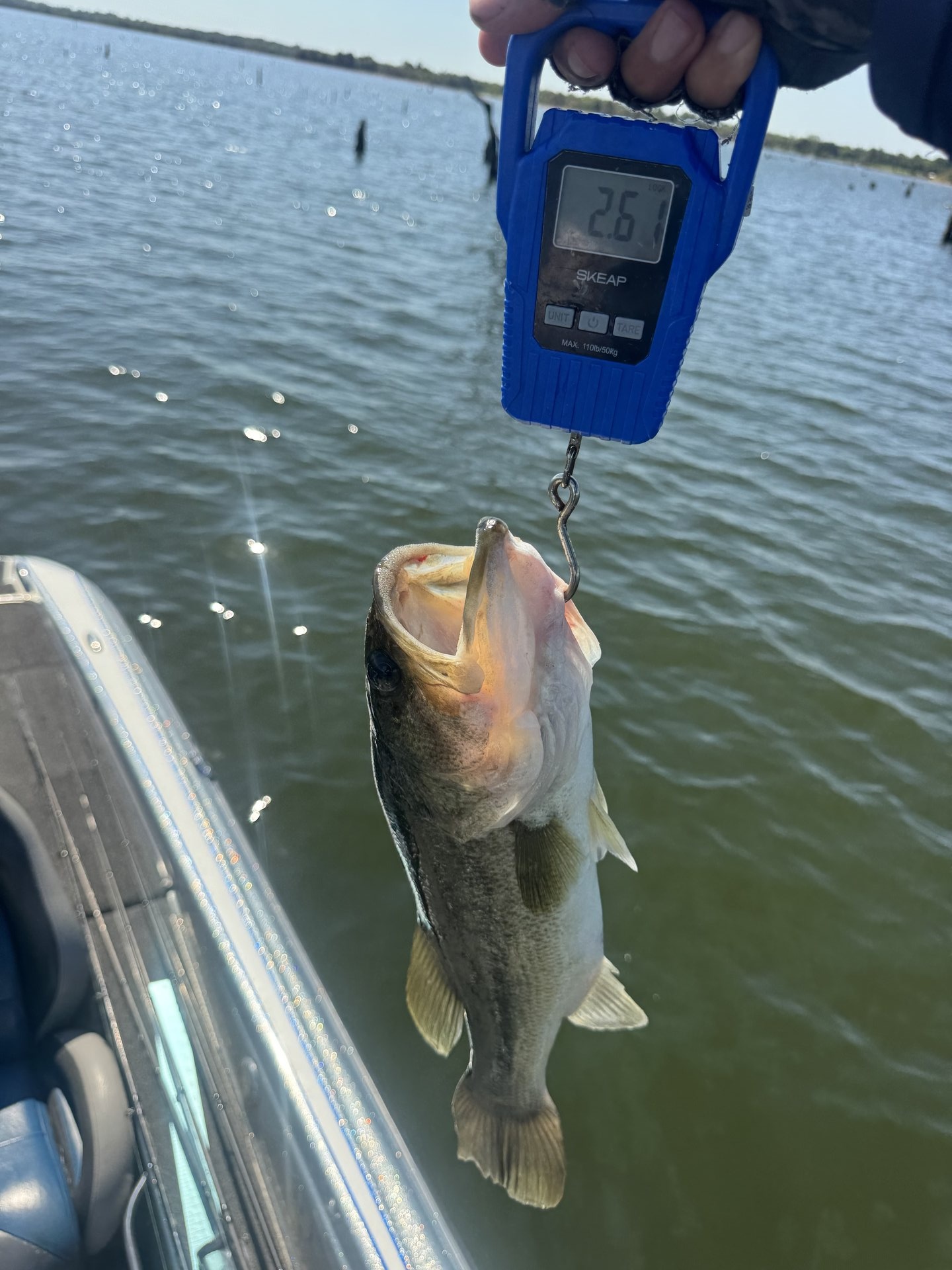 Largemouth Bass catch photo 2