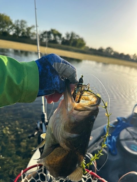Largemouth Bass catch photo 1