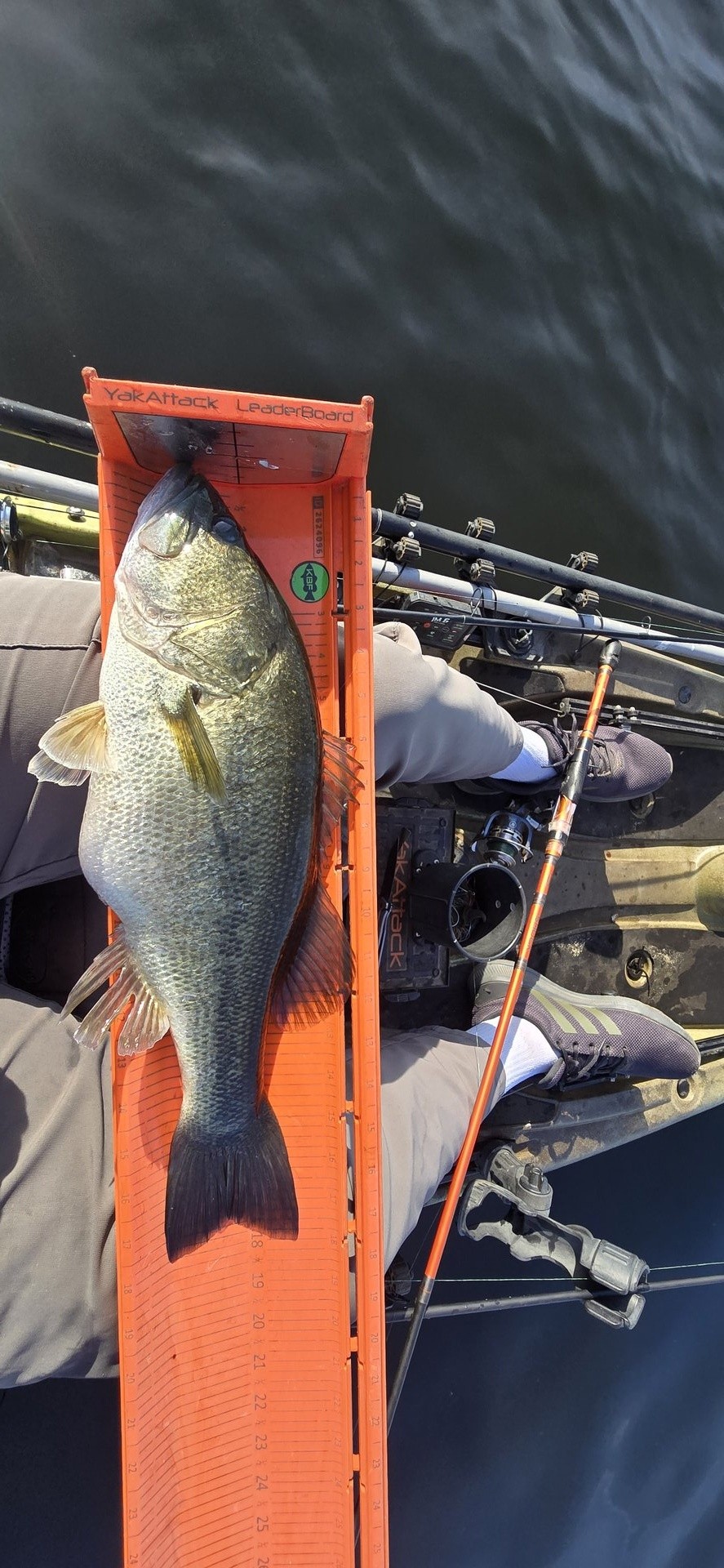 twhite_fishing · Fish on Measuring Board