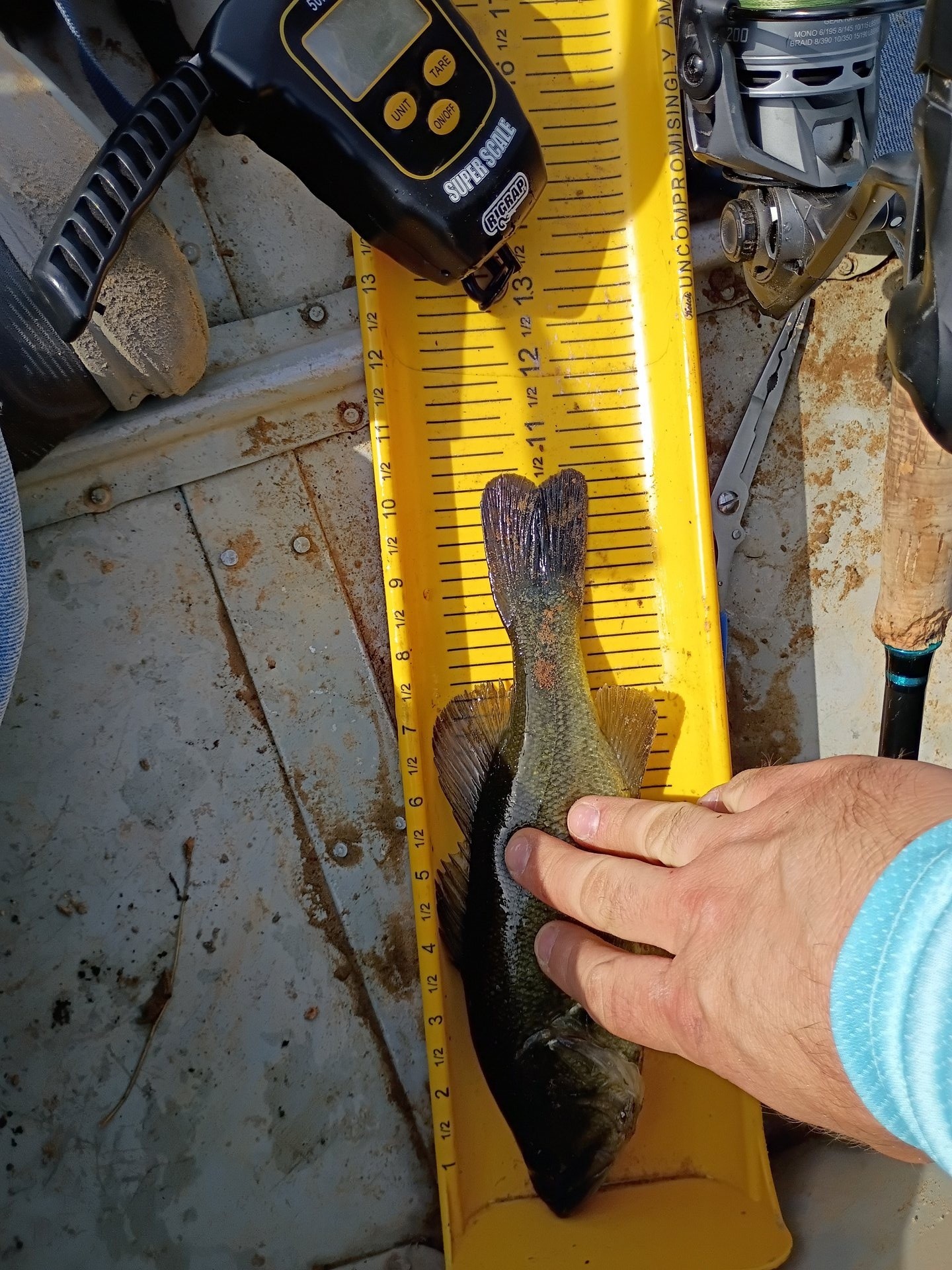 Alvie Neeley · Fish on Measuring Board