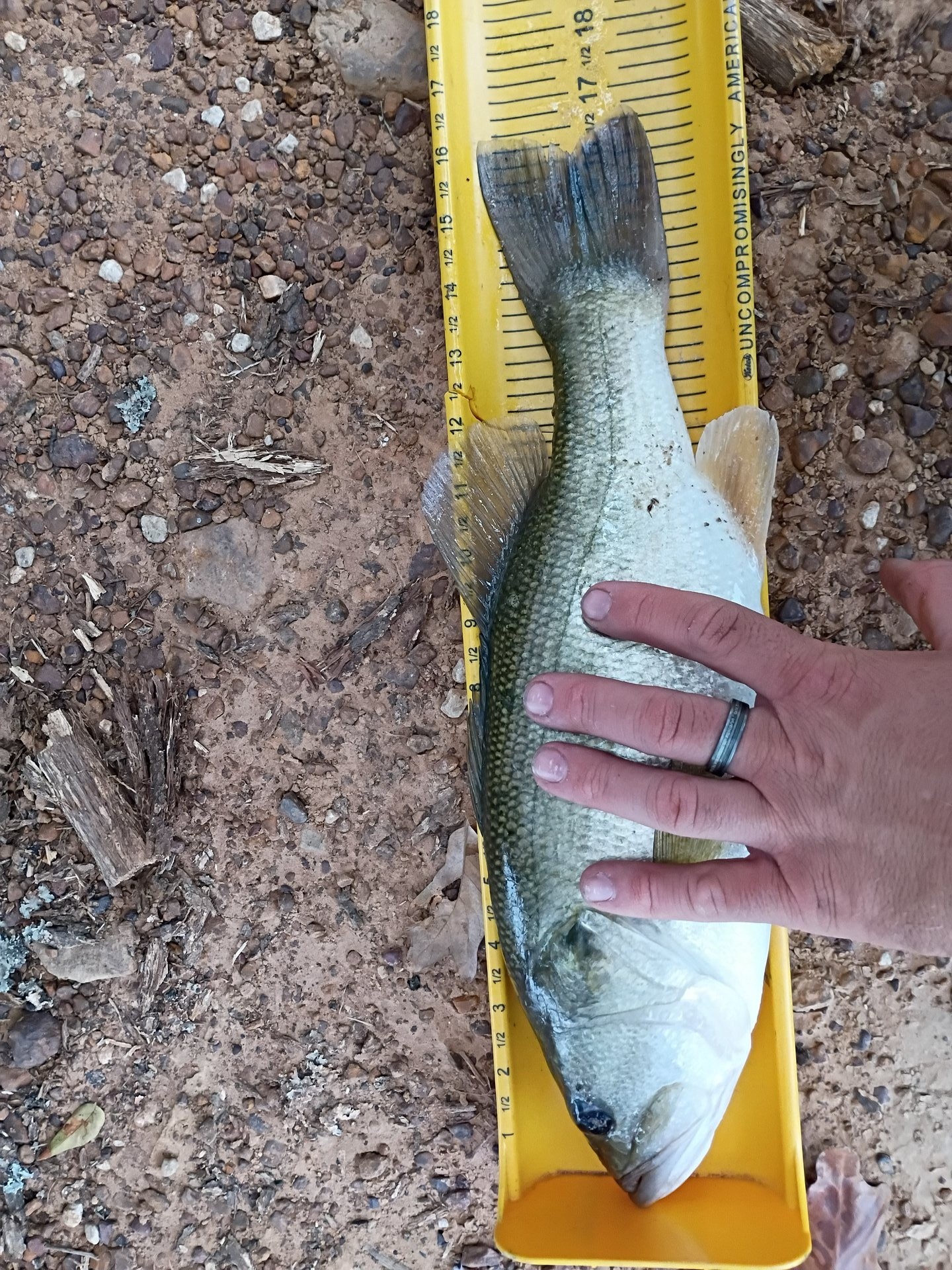 Alvie Neeley · Fish on Measuring Board