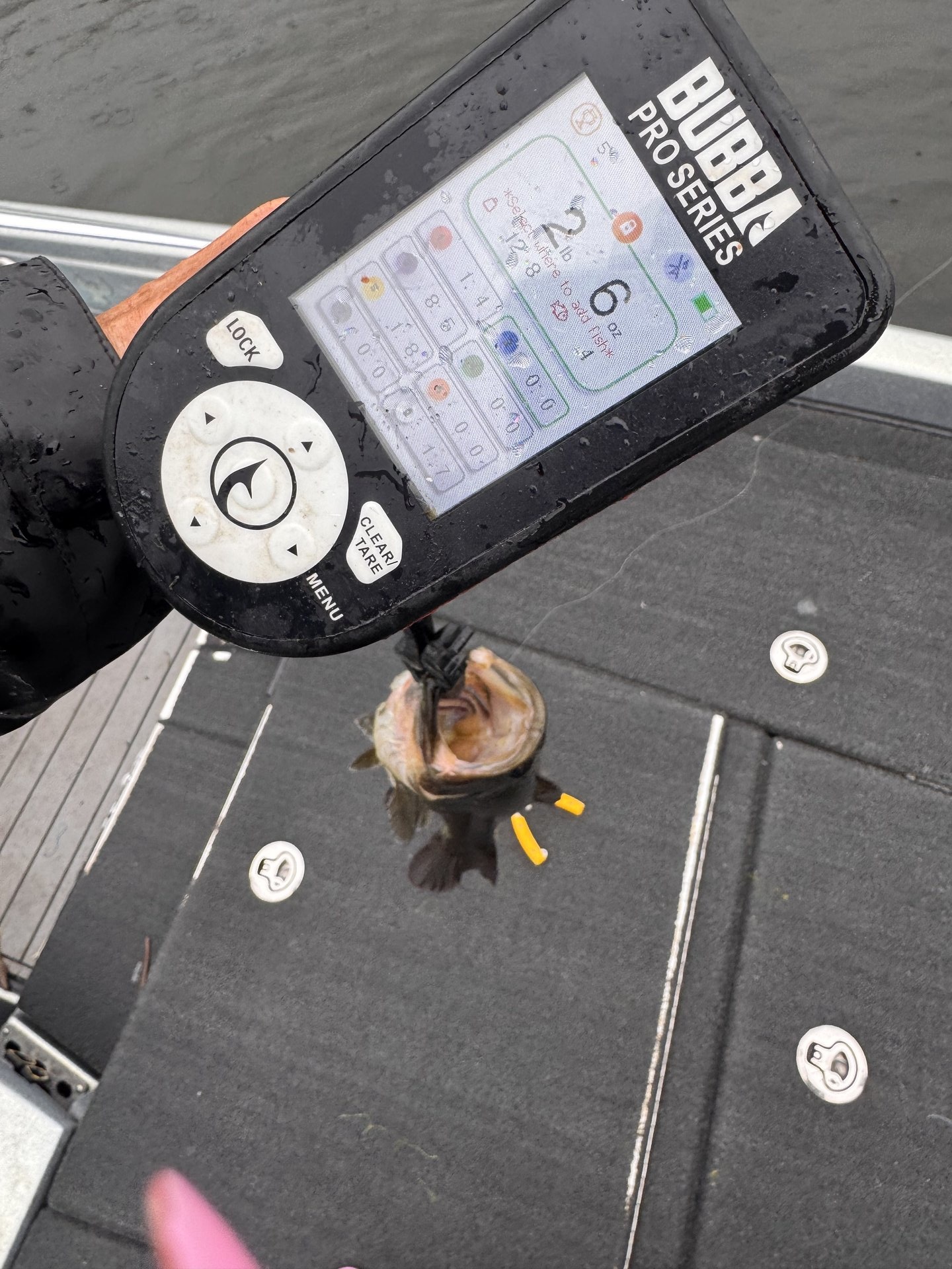 Largemouth Bass catch photo 2