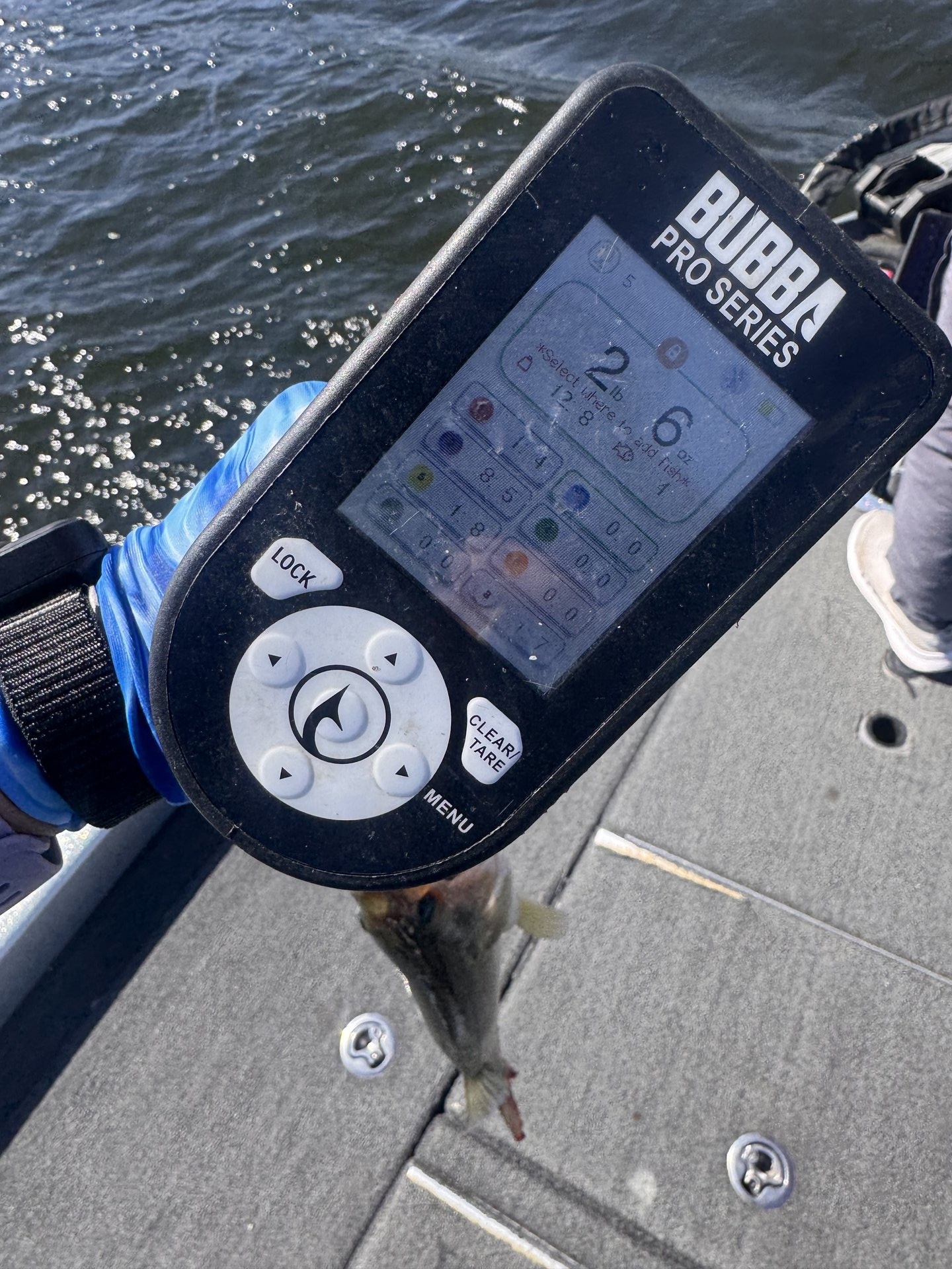 Largemouth Bass catch photo 2