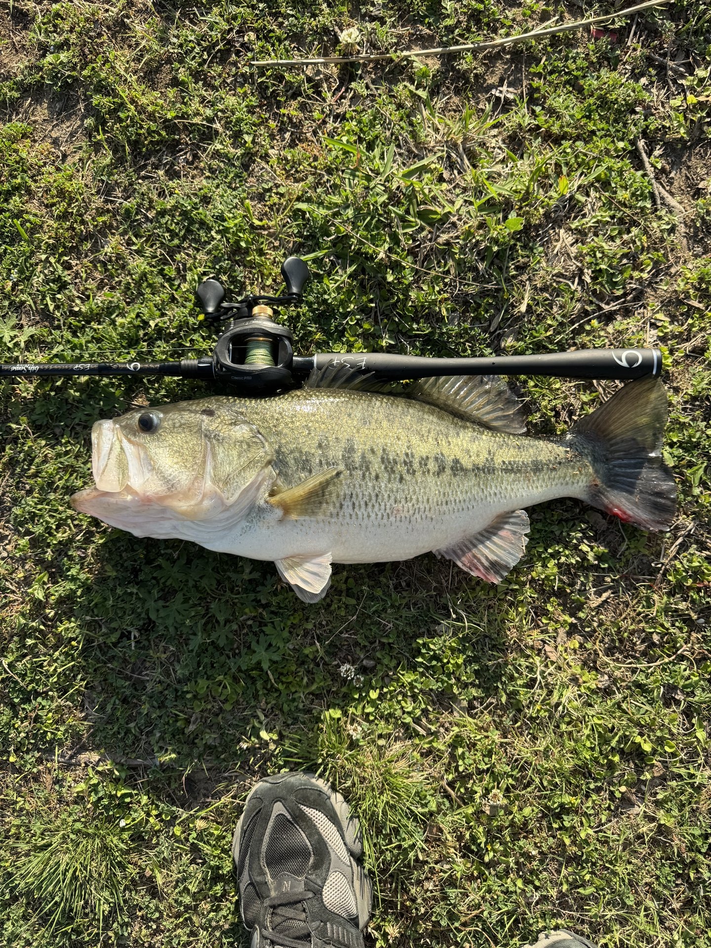 Largemouth Bass catch photo 2